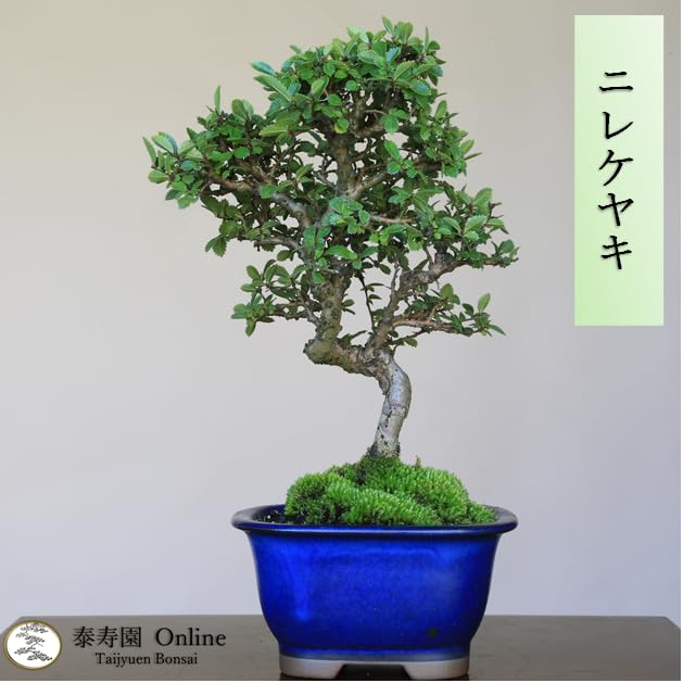Amazon.co.jp: ニレケヤキ『アキニレ』小品盆栽【泰寿園 Online